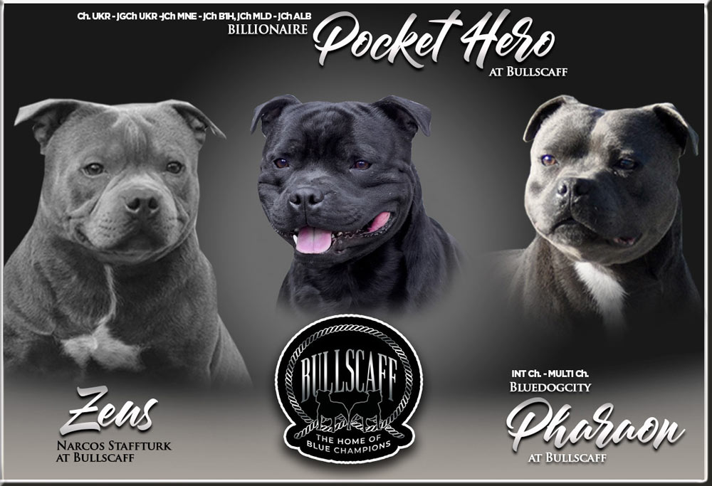 Bullscaff studs, pharon, zeus and bill