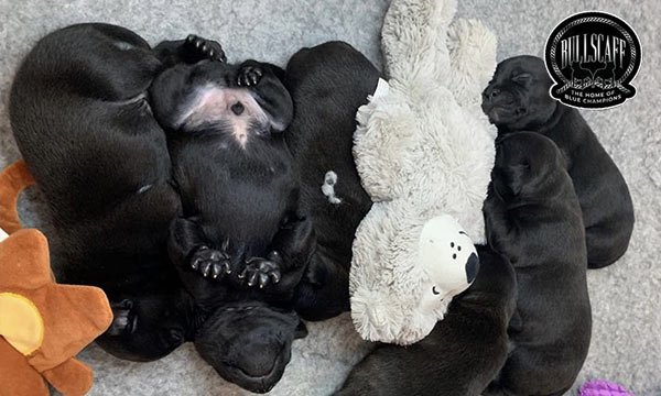 Planning Your Litter: A Guide This article is a guide to how to prepare for a litter of new puppies