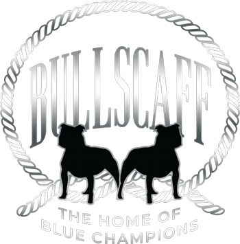 Bullscaff Blue Staffy Stud Dog Provider UK Worldwide