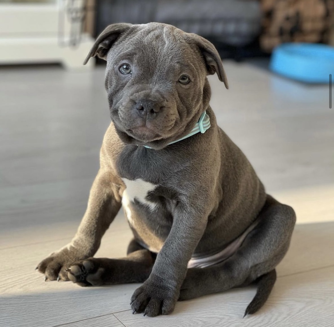 whats the best food for staffy puppies